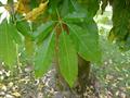 cochitzapoti,Mexican apple
